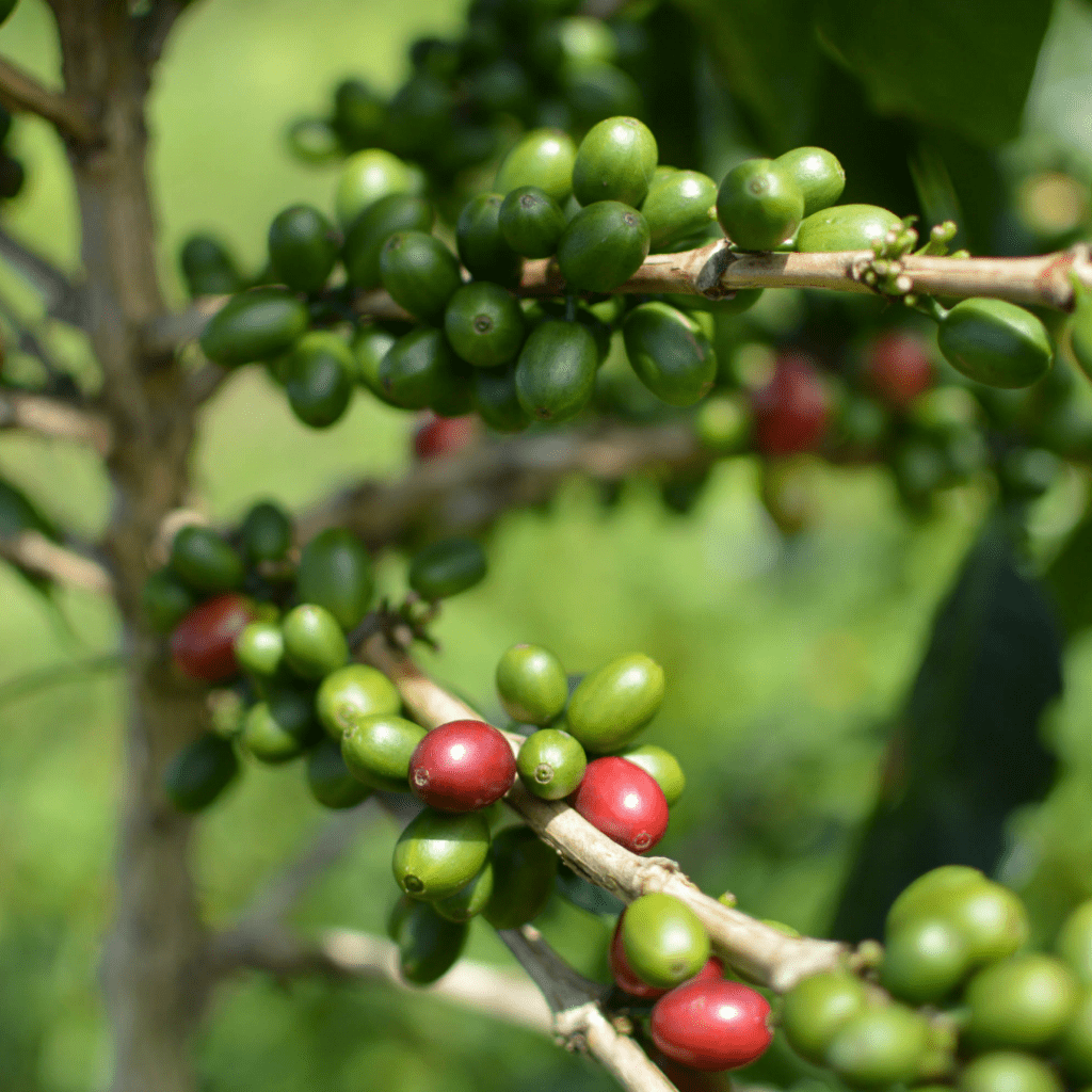 Sumatra Coffee Trees